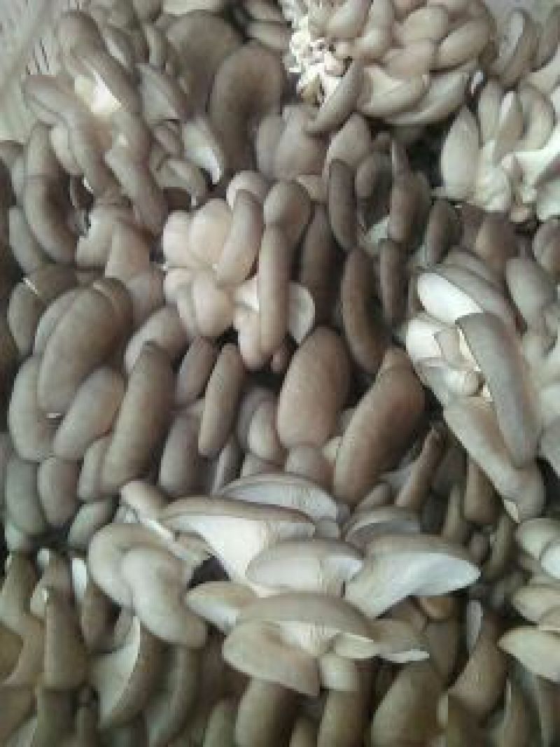 鲜平菇3~5厘米浅灰色厚！！！！！！！！！！！！！