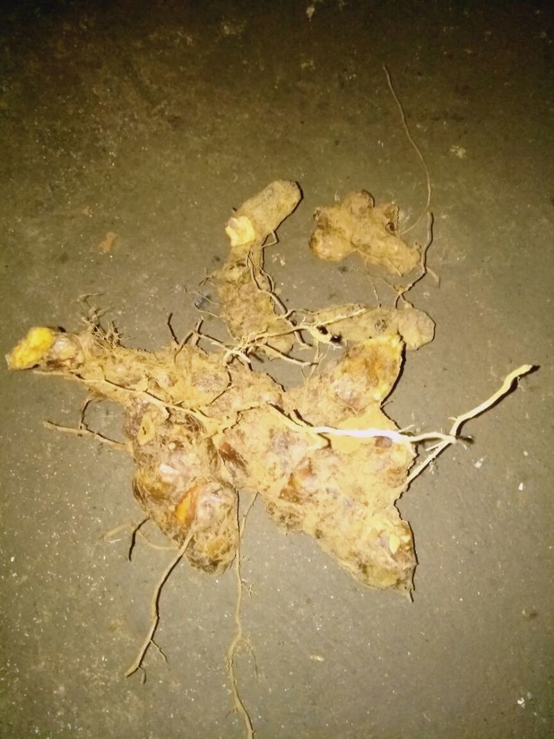 土茯苓统个