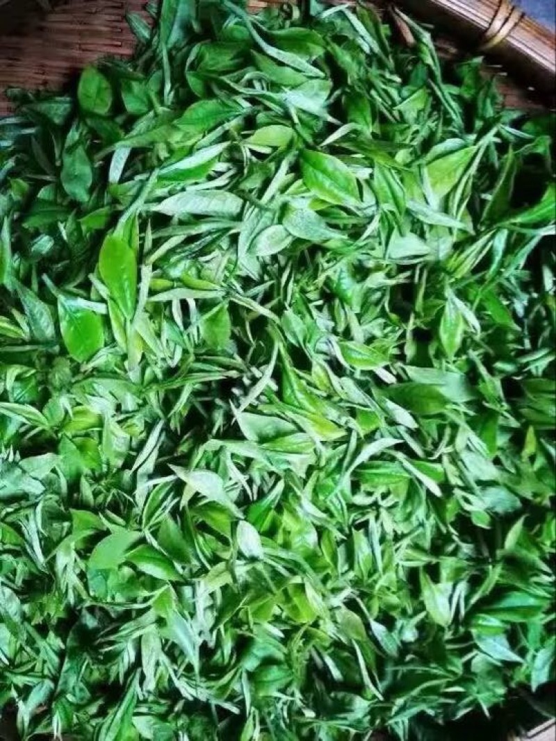 普洱绿茶