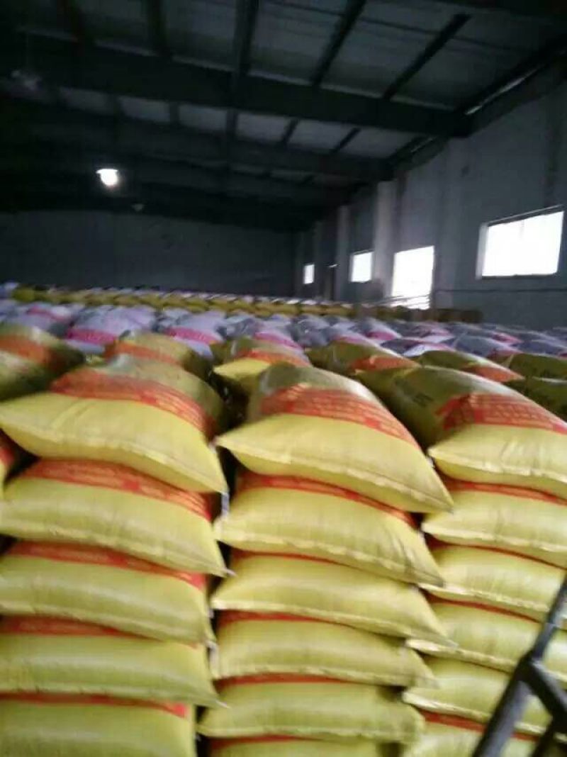 狮头鹅苗