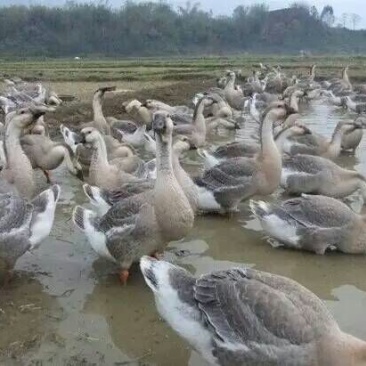 狮头鹅苗
