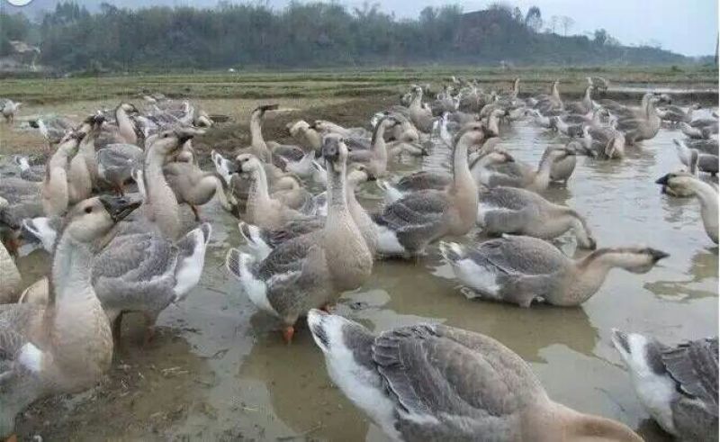 狮头鹅苗