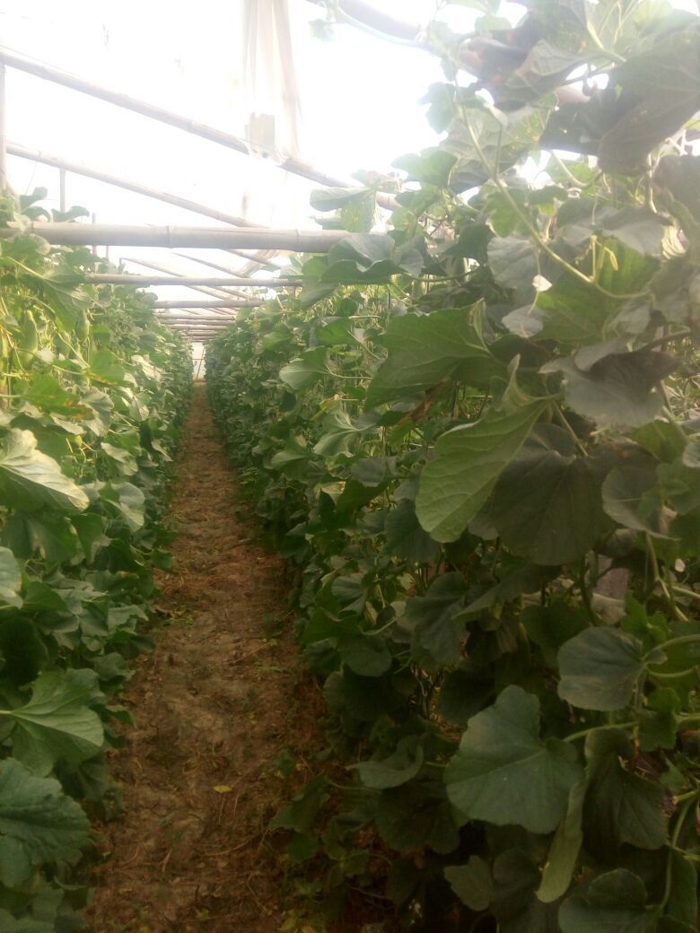 羊角脆甜瓜河南周口市扶沟县_批发_供应-一亩