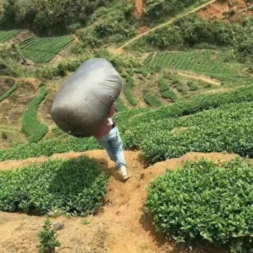本山茶特级