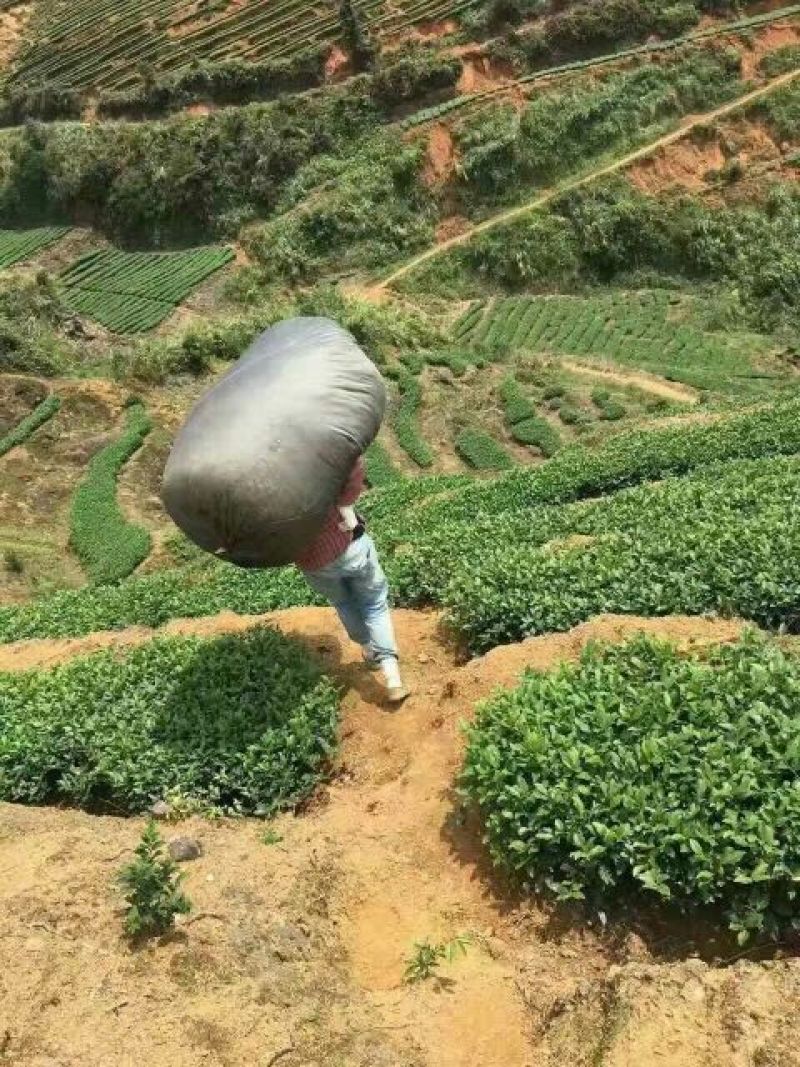 本山茶特级