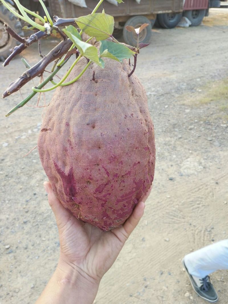 红薯淀粉袋装
