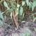 泰安晚熟品种，黄金蜜四号桃树苗80cm以上自生苗