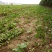 大叶菠菜20~25厘米