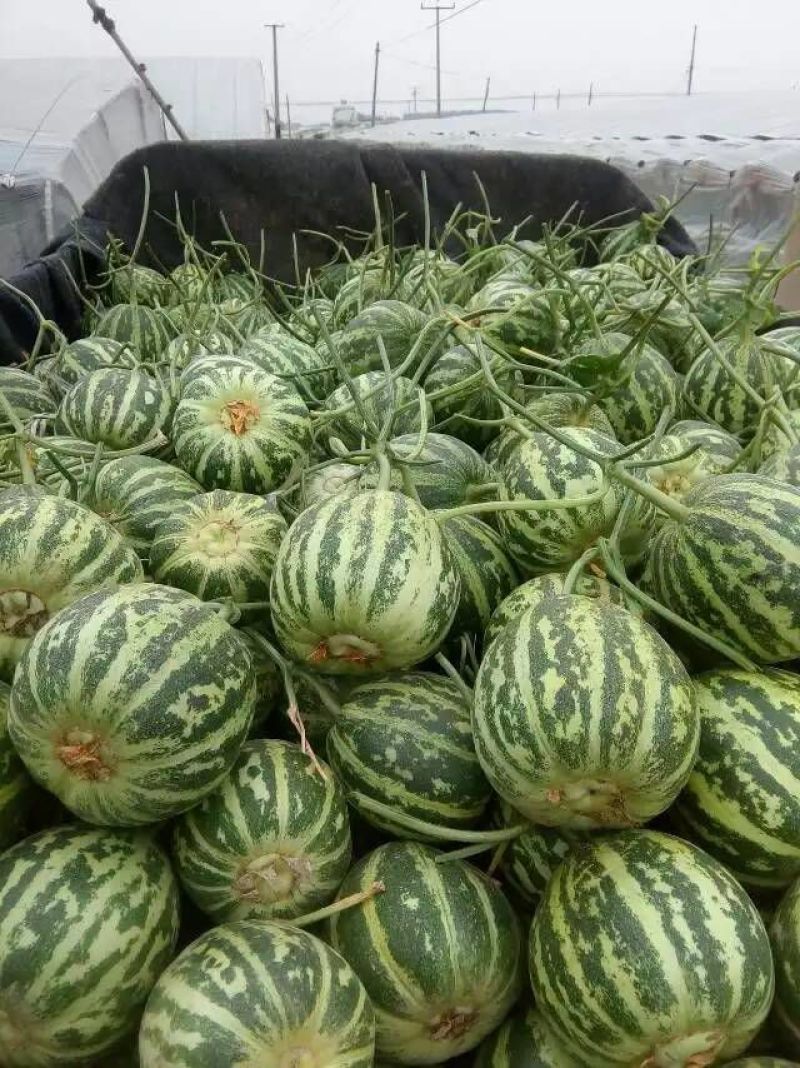 花蕾1号甜瓜