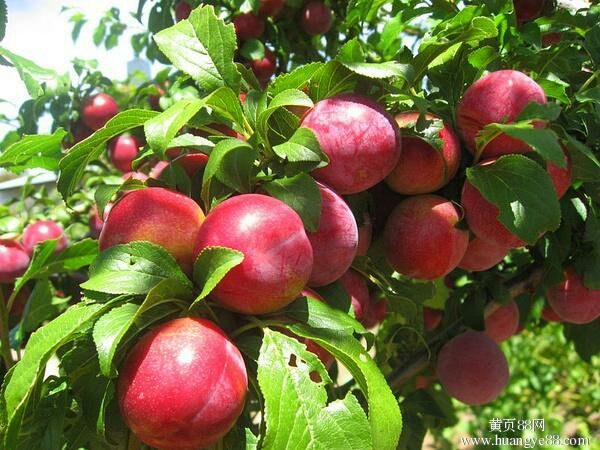 油桃_单个果重:2两以上 包装方式:纸箱 _刘世娜