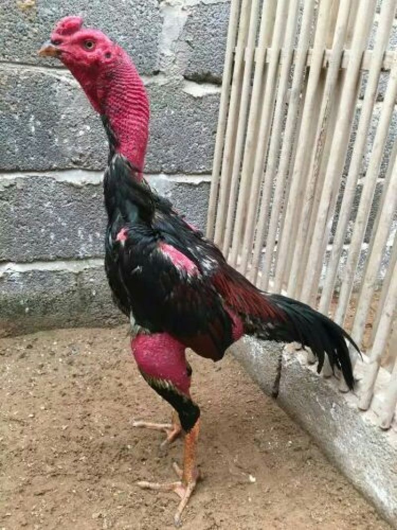 斗鸡苗1斤以下