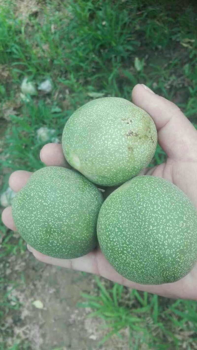 新疆青皮核桃，阿克苏青皮核桃，加工185纸皮核桃