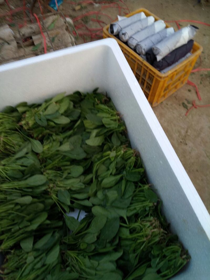 菠菜10~15厘米