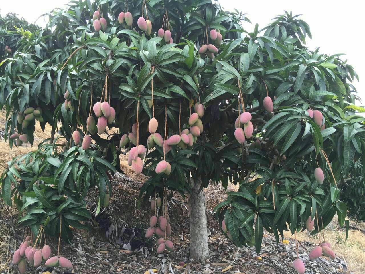 红金龙芒果海南三亚_批发_供应-一亩田农业网