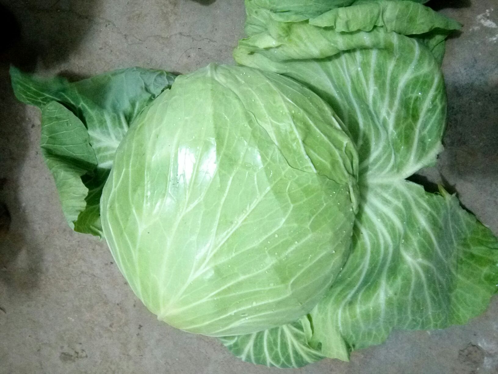 扁包菜 1~2公斤
