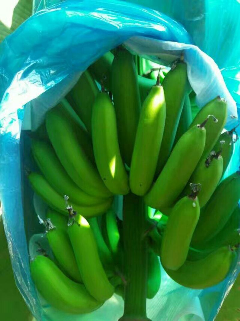 广东香蕉2号八成熟