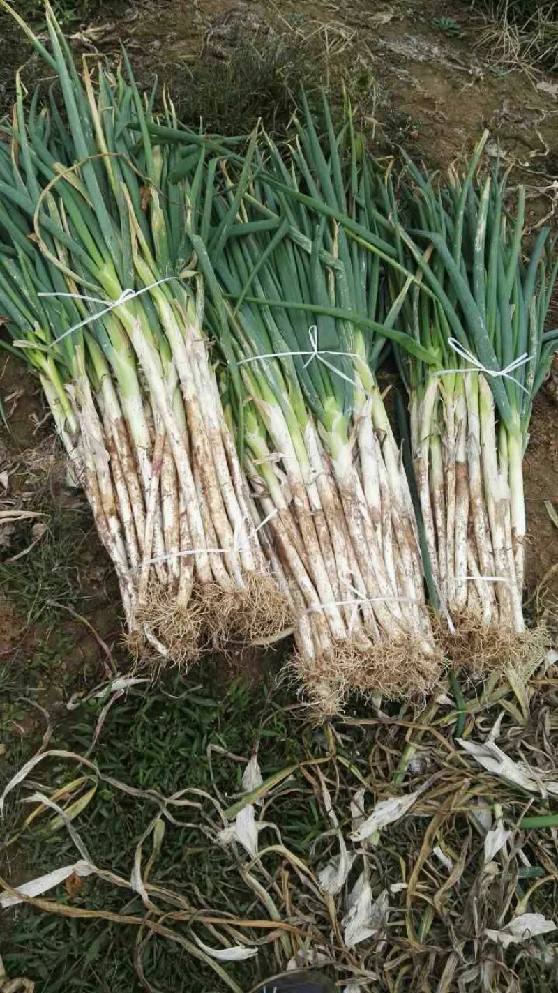 铁杆大葱40cm以上毛葱2cm左右