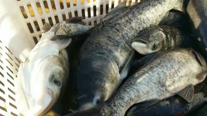 大小湖面大小水库高品质花鲢