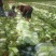 青杂三号白菜