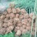 雷竹6~7m