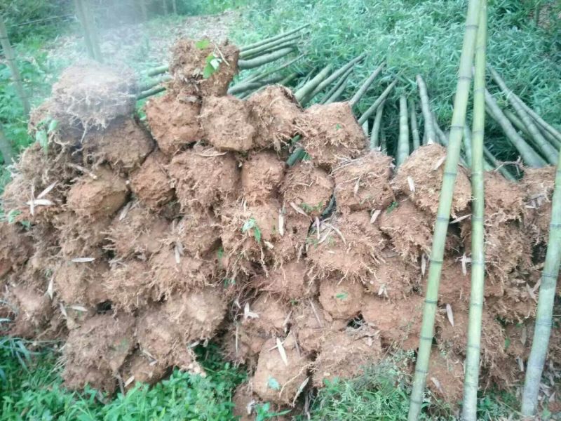 雷竹6~7m
