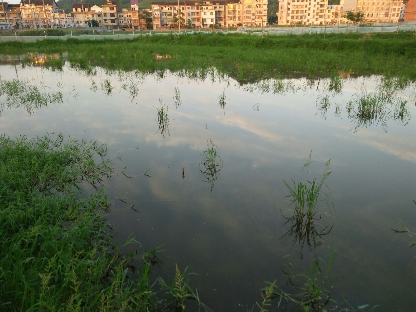 湖南娄底市涟源市台湾泥鳅 鱼苗 人工养殖 3~5