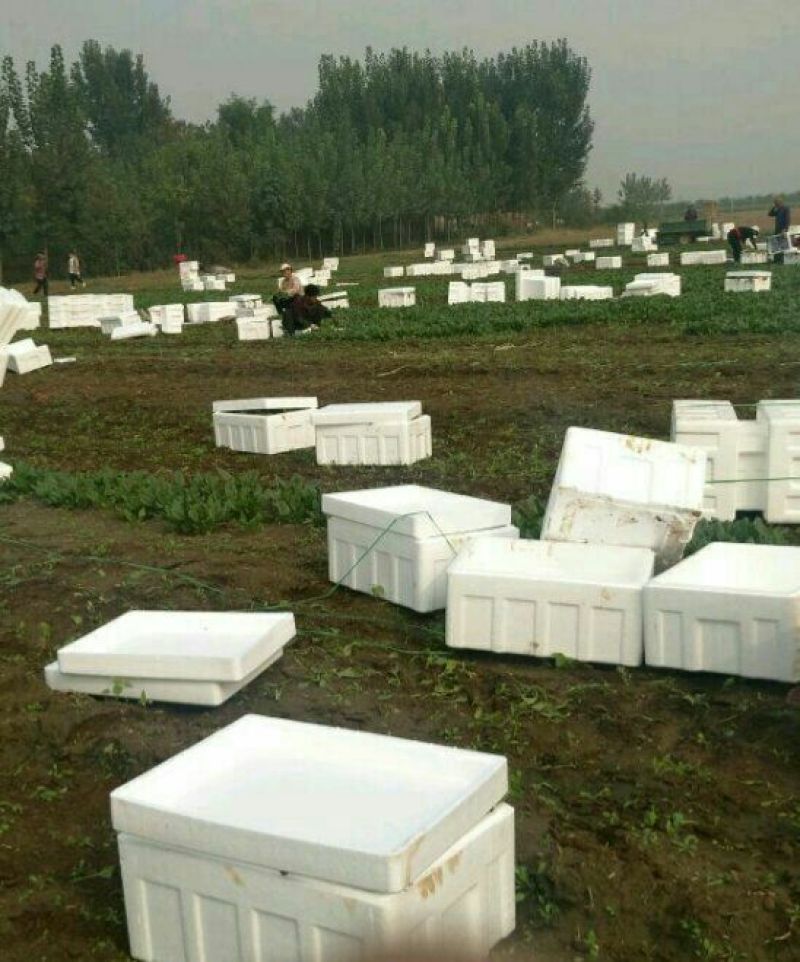 精品大叶菠菜基地直供量大从优，做工精细，全国发货，