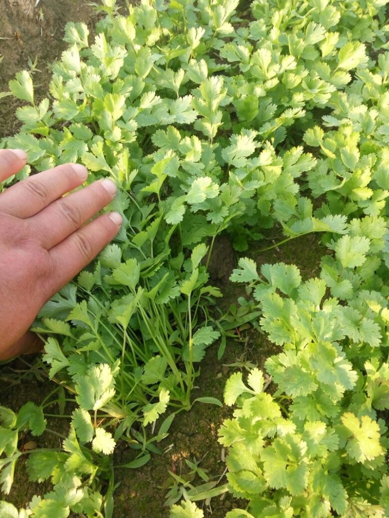 越冬菠菜20~25厘米