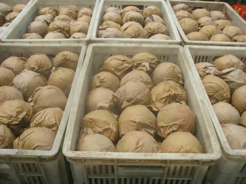 鸭梨200~250g纸袋