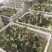 狮头鹅苗250g以下