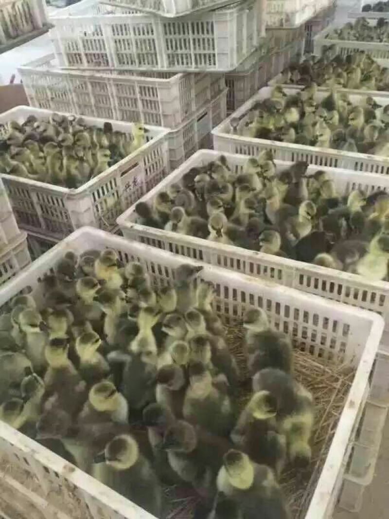 狮头鹅苗250g以下