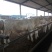 育肥牛犊100~200kg,支持视频看货,专业养殖