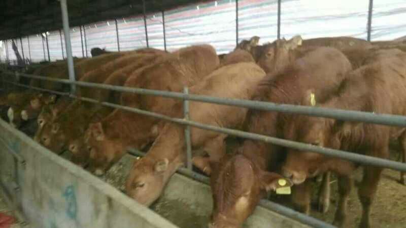 肉牛200~300斤