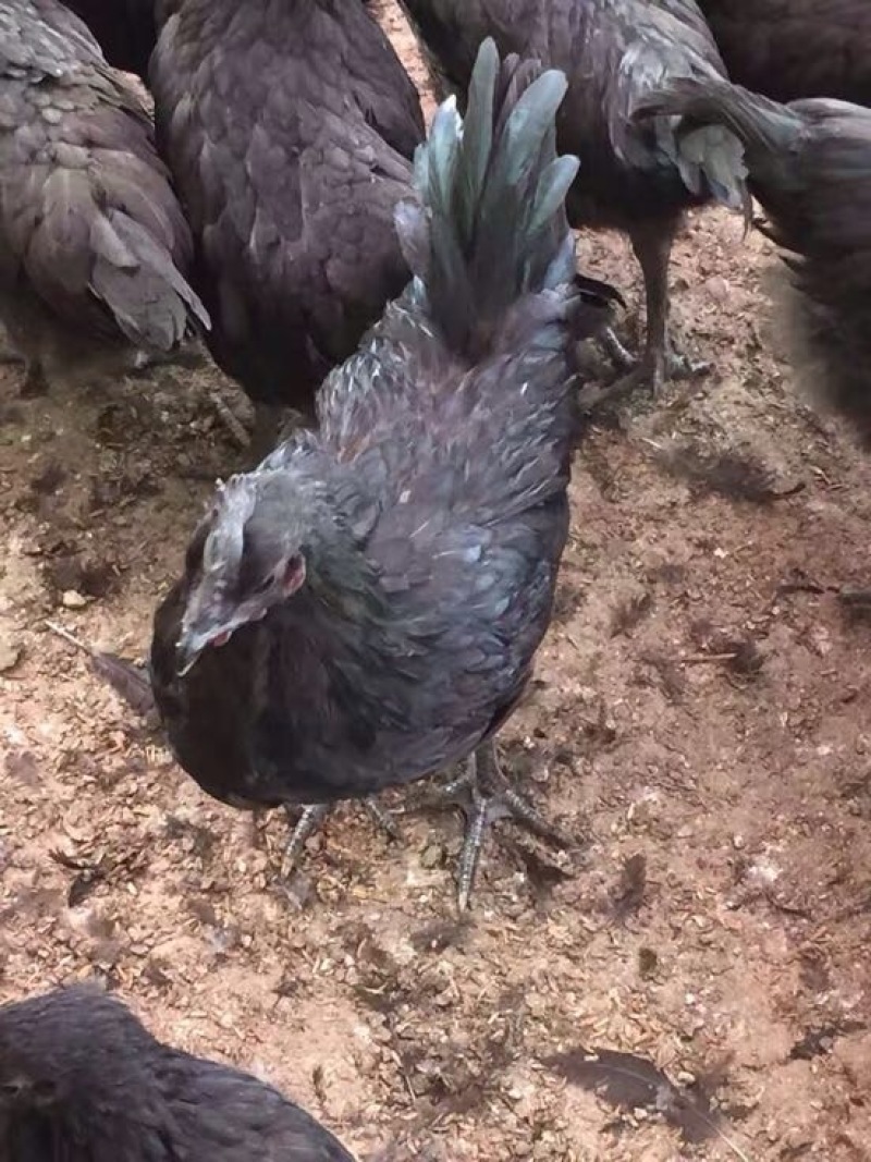 绿壳鸡蛋