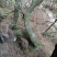 映山红25~30cm