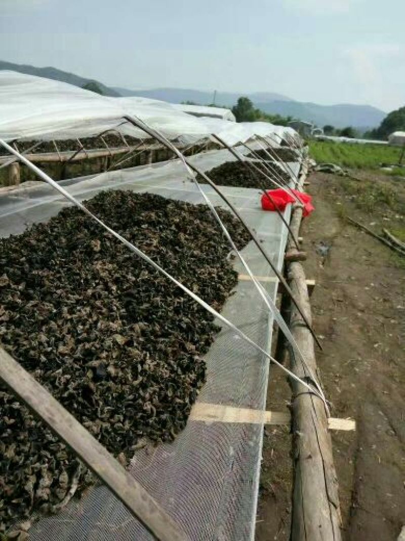黑木耳一级