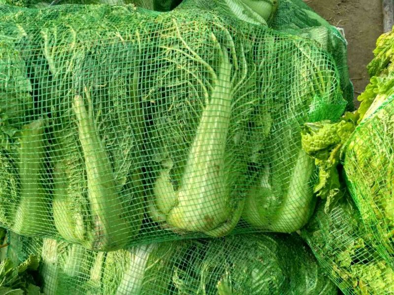大白菜7斤以上