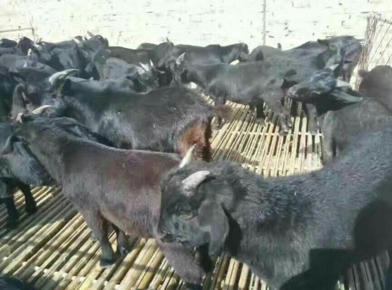 努比亚黑山羊种羊，活羊仔，羊羔羊苗，基础母羊