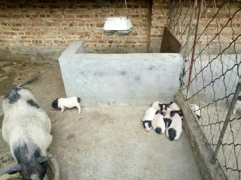 香猪