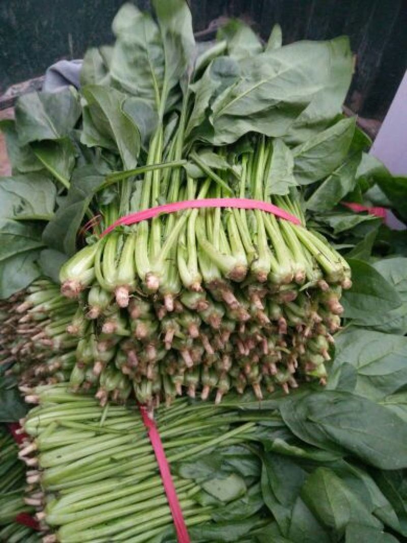 秋菠菜20~25厘米