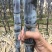 甘蔗果蔗5~6cm2~2.5米