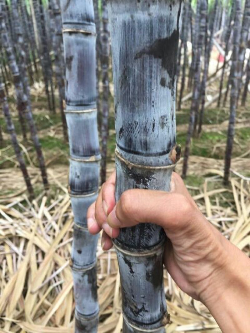 甘蔗果蔗5~6cm2~2.5米