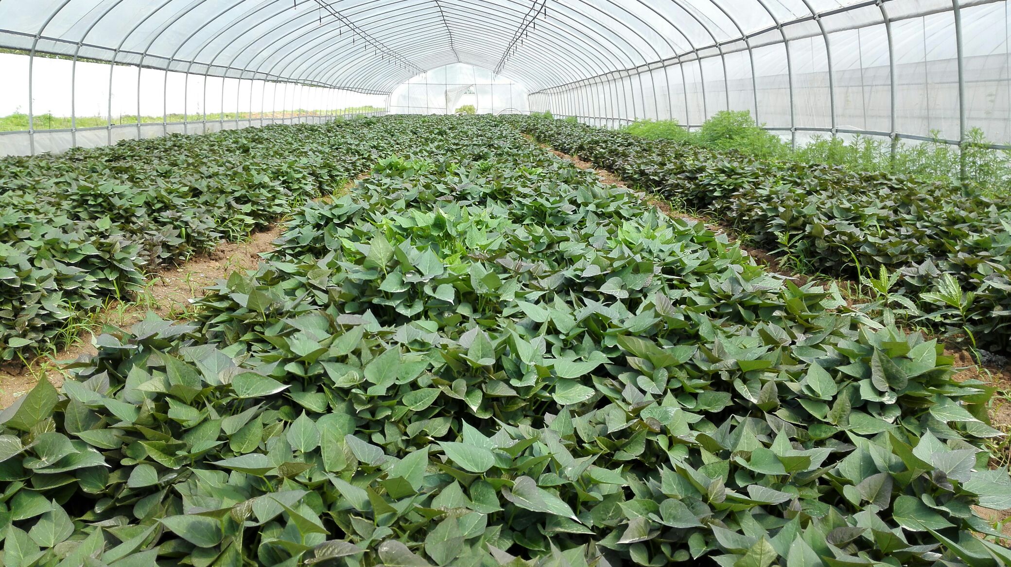 河南驻马店市确山县红薯叶批发_周海龙供应_