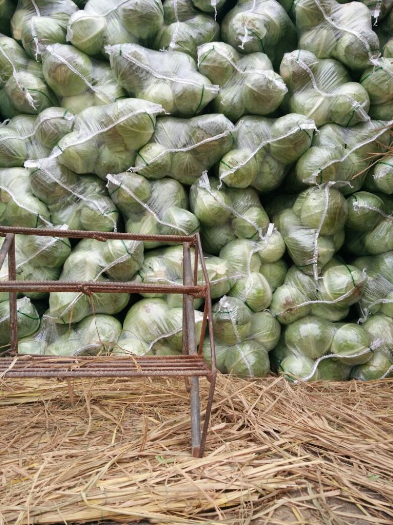 优选湖北基地扁包菜，大量有货质优价廉一手货源现砍现发品质