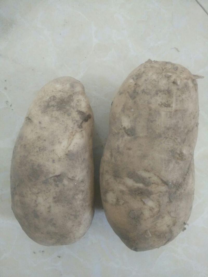 大白花土豆3两以上