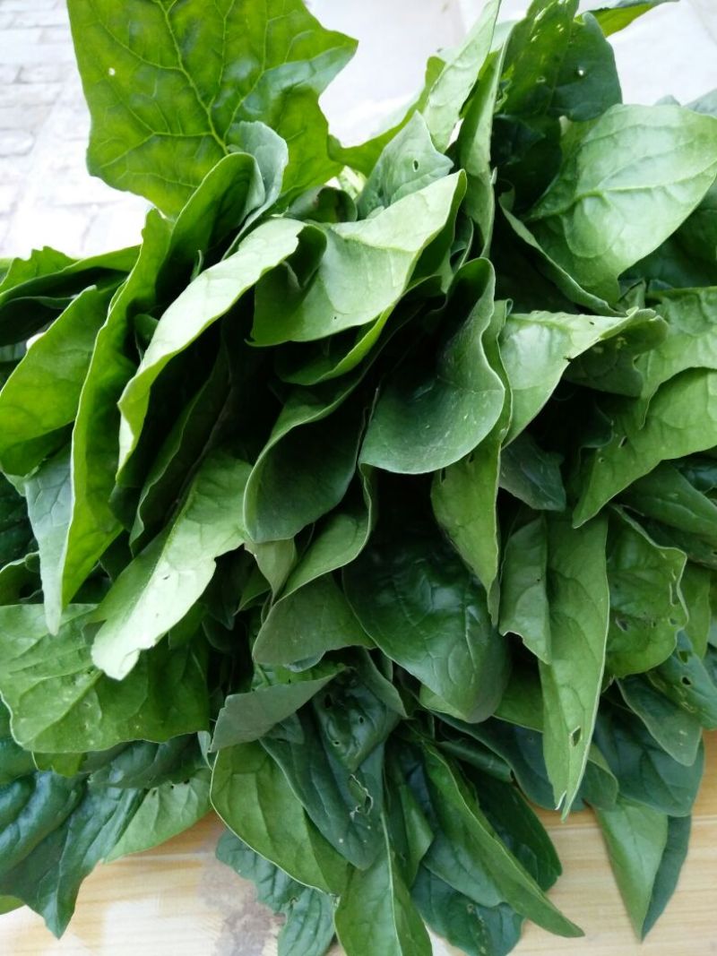 大叶菠菜25~30厘米