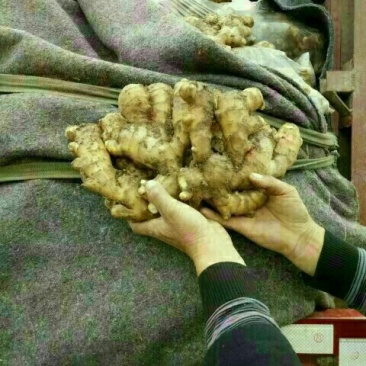 生姜5两以上水洗
