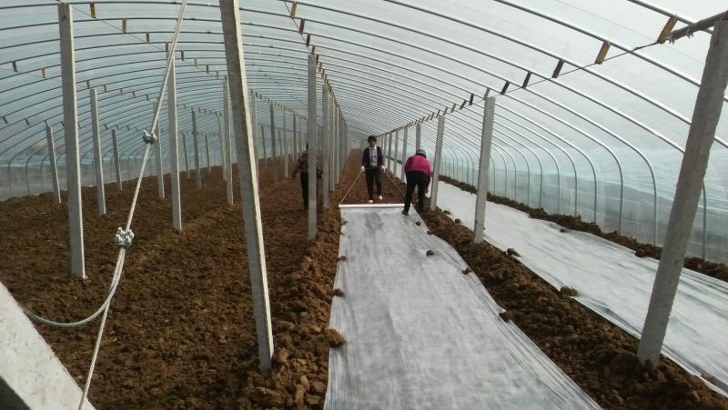 越冬菠菜15~20厘米