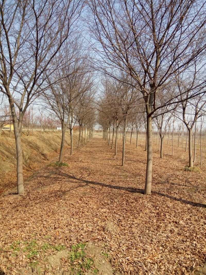 江苏榉树价格苗圃规格齐全无中介