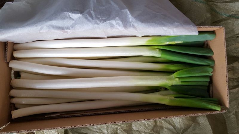 铁杆大葱毛葱2cm左右30~40cm